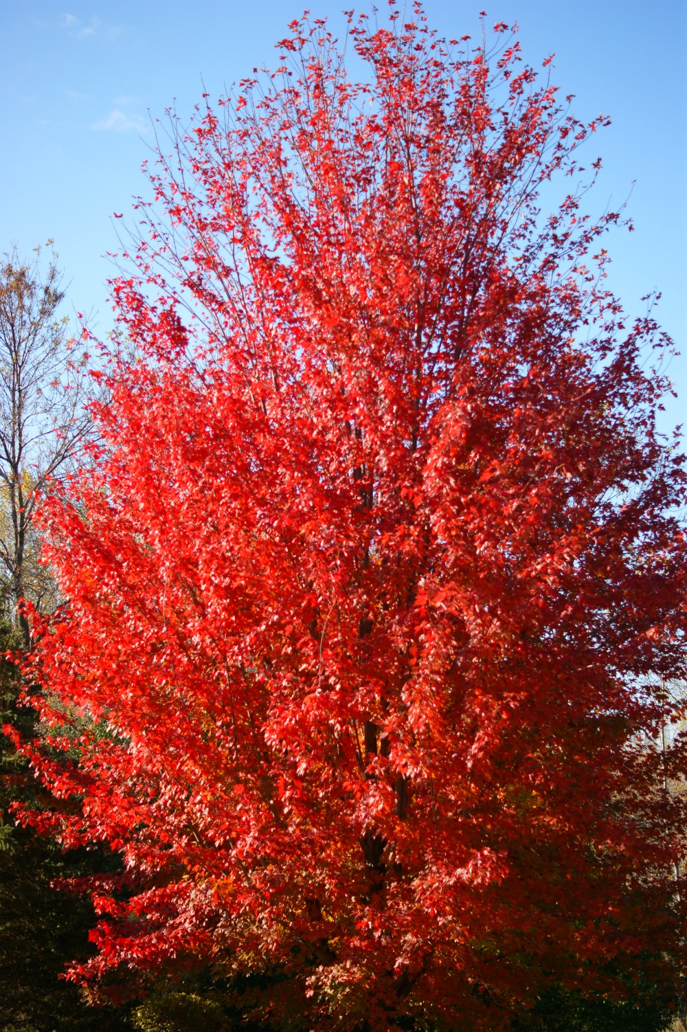 maple tree vs autumn blaze autumn blaze maple tree maple tree vs autumn blaze autumn blaze maple tree