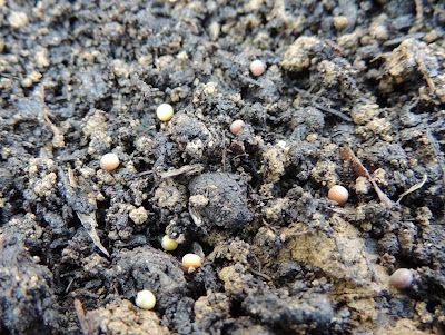 Kale Seeds