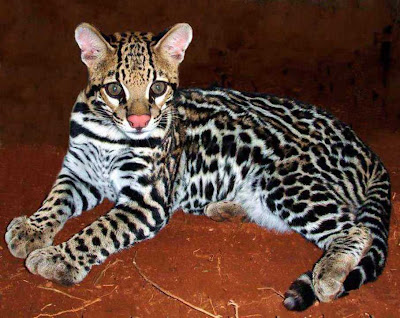 É o terceiro maior felino das Américas. A jaguatirica é um animal difícil de ser domesticado. Nos Estados Unidos já foi extinta e no Brasil está ameaçada de extinção. - foto de Paulo Sousa Devido a sua pele muito bonita, a jaguatirica é bastante perseguida