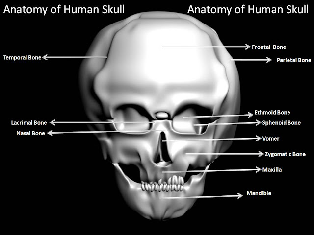 bone markings of the skull