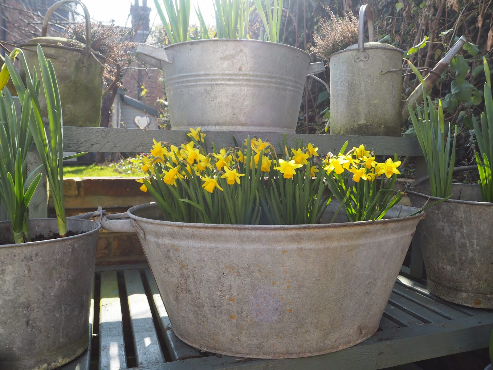 Planting Galvanised Tubs Roses and Rolltops