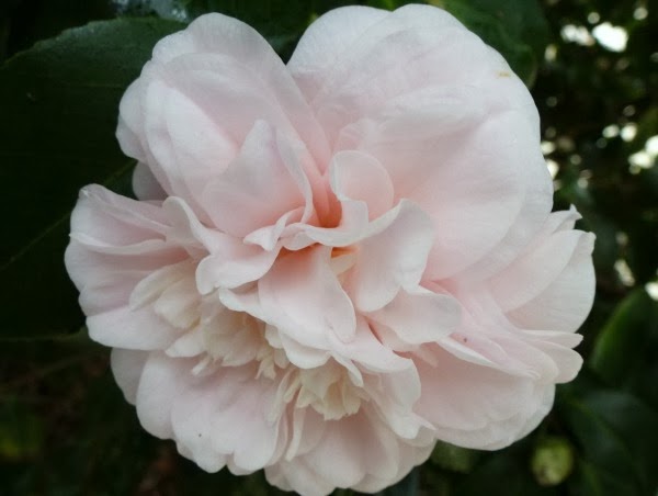 Camelia japónica 'Incarnata' Camelia japónica 'Incarnata'