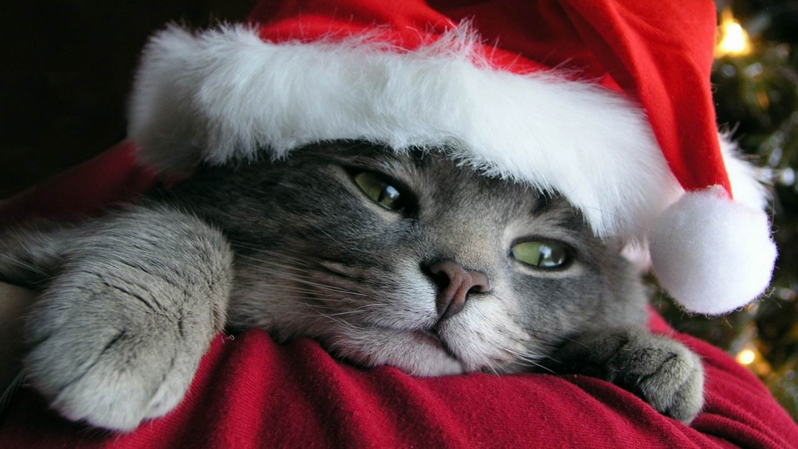 Christmas Cat - Free Download Cute Christmas Cat HD Wallpapers for