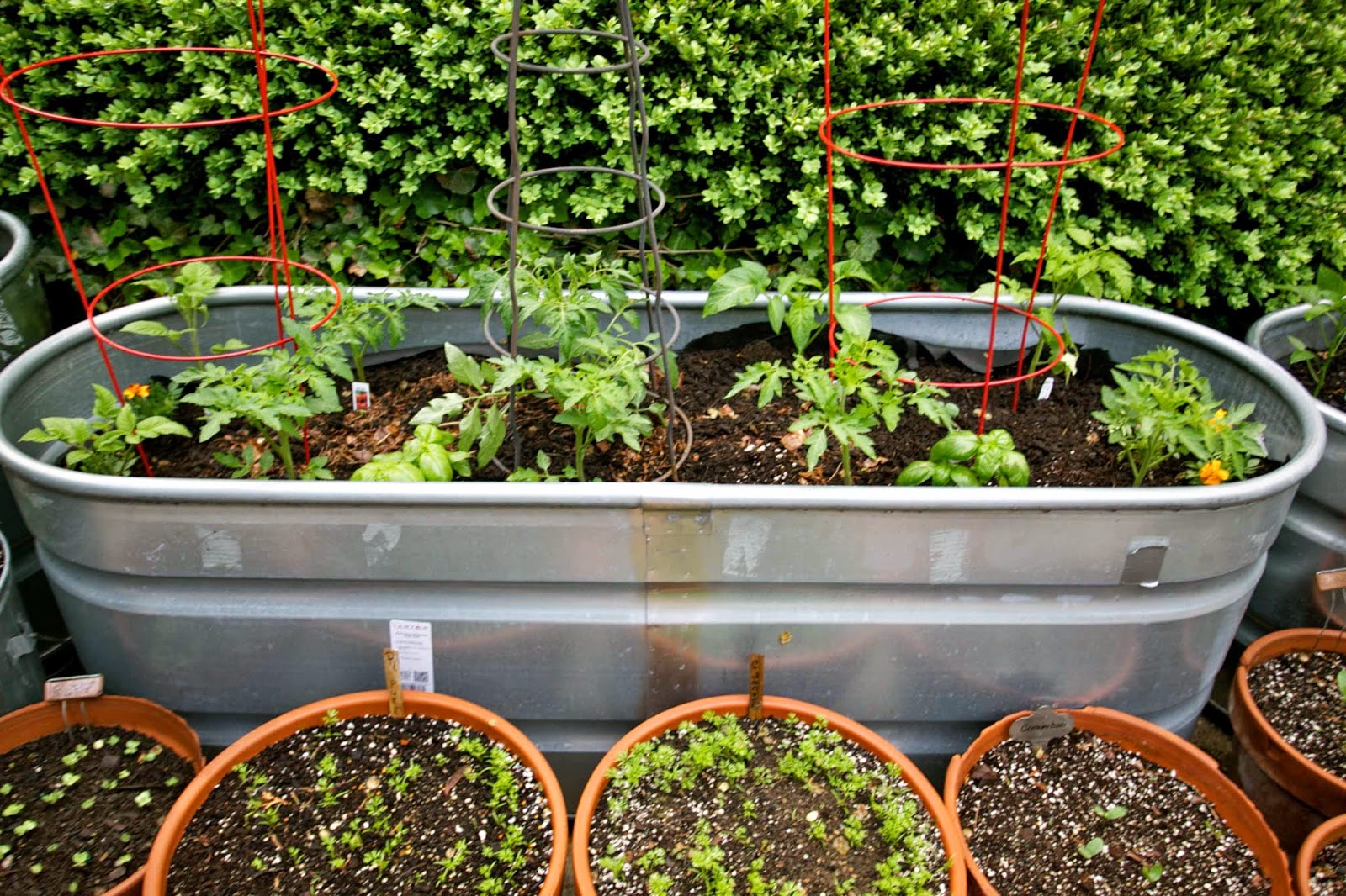 Trough Gardening in My Driveway