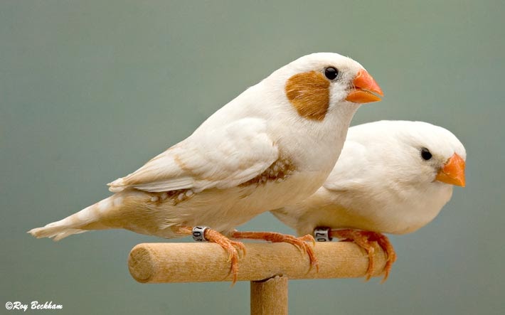 Naily Bird Farm Griya Kenari Blacktroath Perkutut Putih