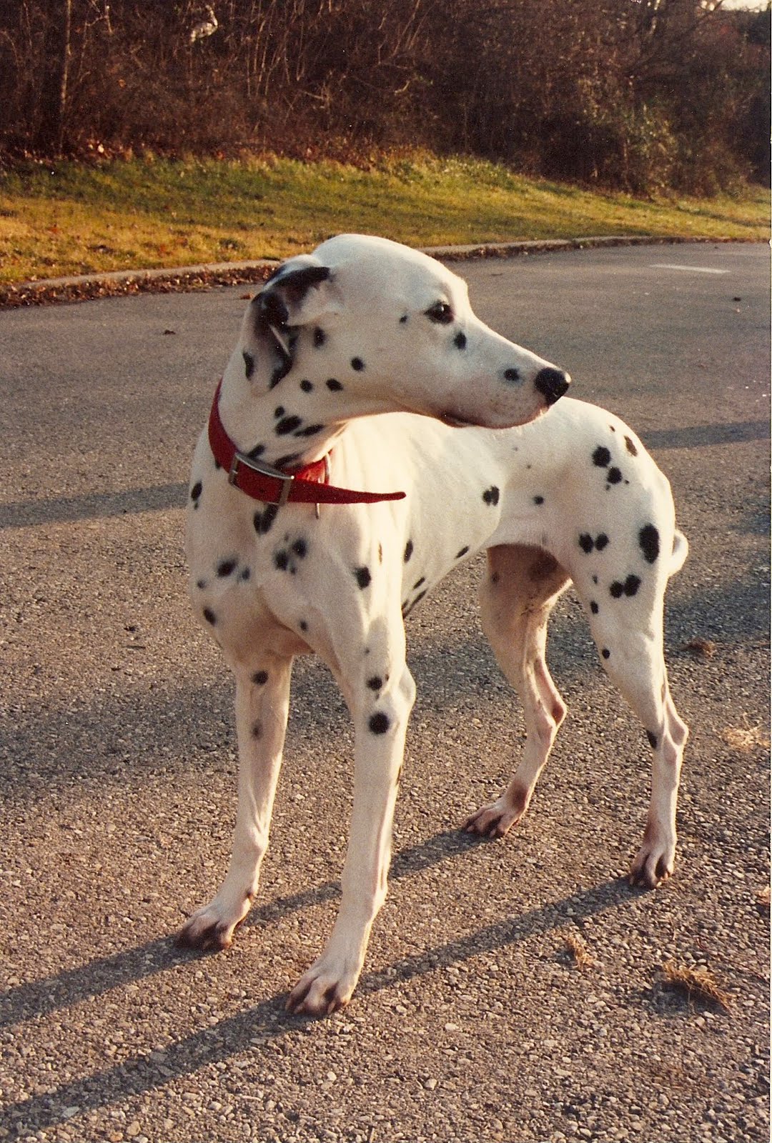 Baby Dalmatian