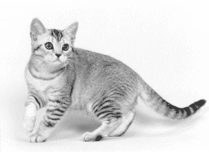 Black Banded Cat Shark Growth Rate Black Banded Cat Shark Growth Rate