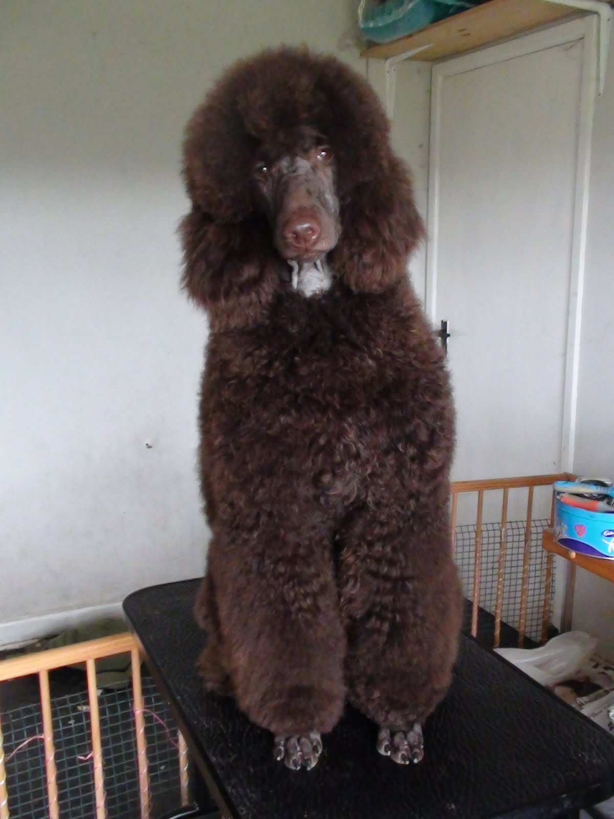 Adventures in Smallholding How to Scissor a Poodle Puppy