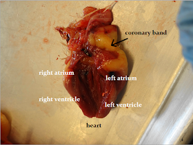 Animal Science Chicken Dissection: Cardiovascular System