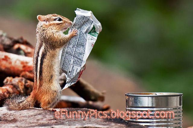 Squirrel Reading Newspaper