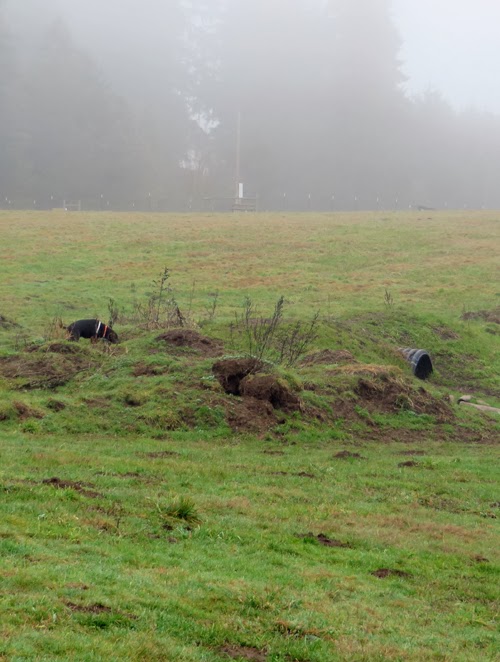 Cinnamon the Traveling Coonhound Clark County Cinnamon Loves Lucky