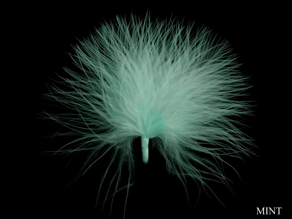 Online Birds Feathers In UK