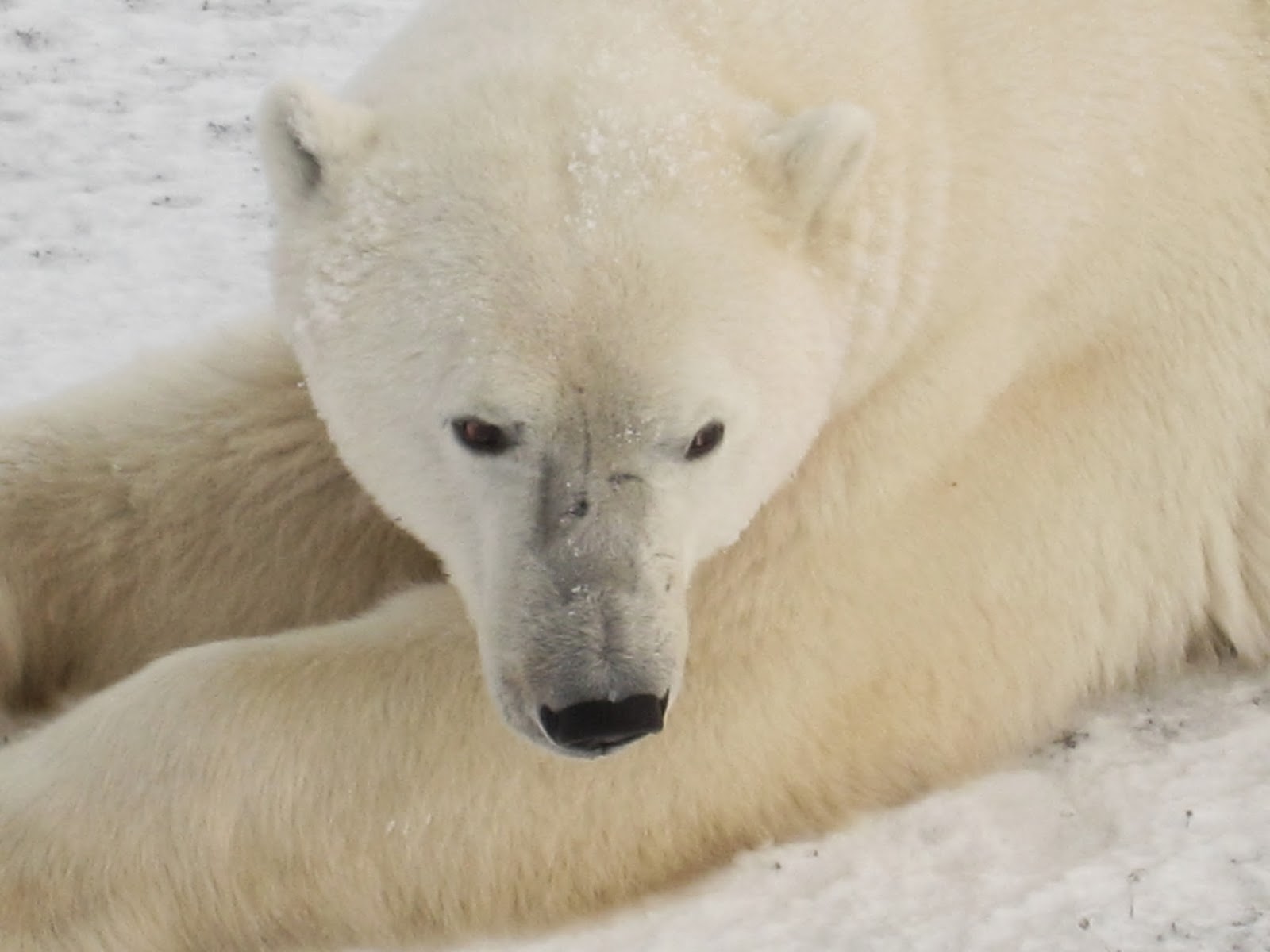 a study of polar bear Polar bears are not evenly distributed throughout the arctic, nor do they comprise a single nomadic cosmopolitan population, but rather occur in 19 relatively. a study of polar bear Polar bears are not evenly distributed throughout the arctic, nor do they comprise a single nomadic cosmopolitan population, but rather occur in 19 relatively.