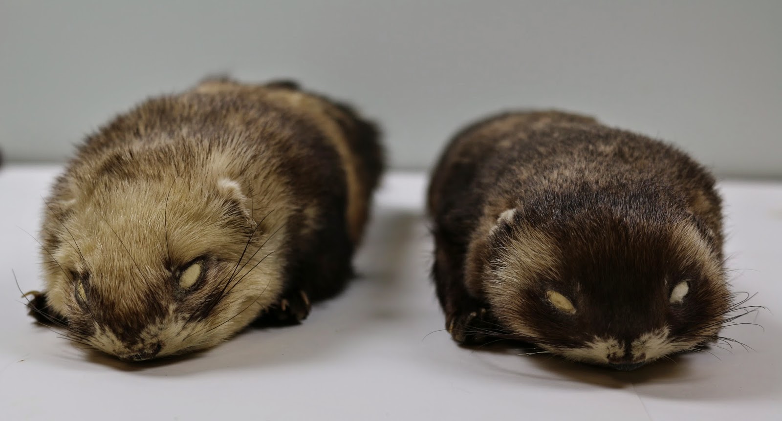 UoLZoology [Post 5] Ferretpolecat hybrids