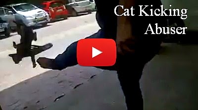 Watch this Akron man abuse a cat by kicking her hard into the parked cars via geniushowto.blogspot.com animal cruelty videos
