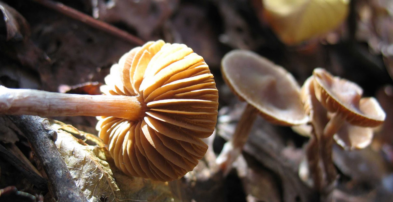 Using Native Plants The Magic of Mushrooms