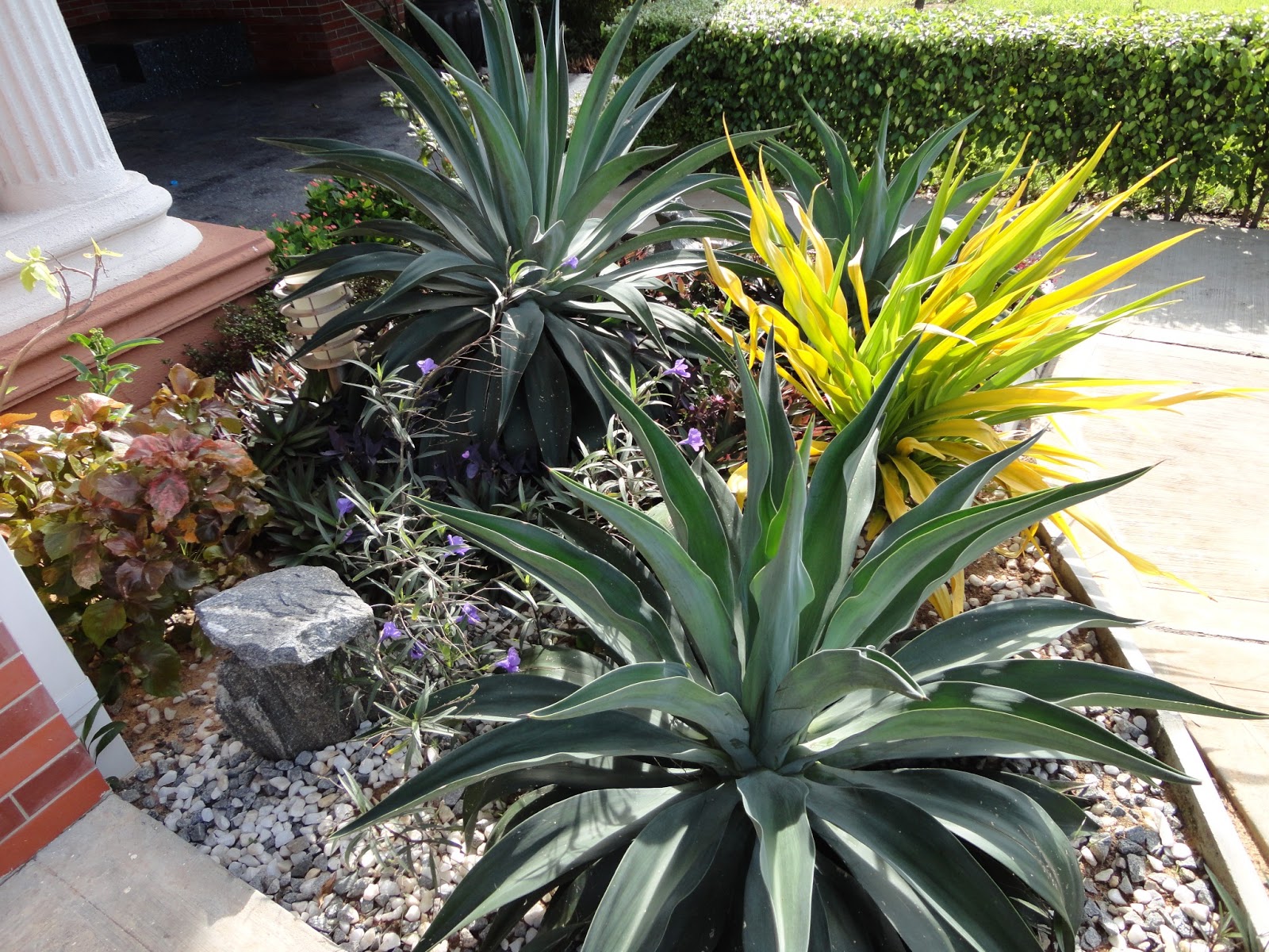 Paradise Florists Blog Rockery Plants