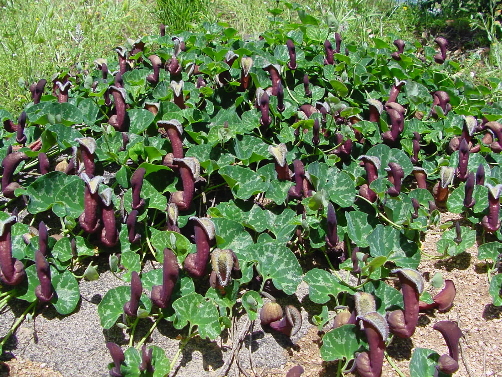 1003 Gardens Late Viburnums Including Eskimo And Flowering
