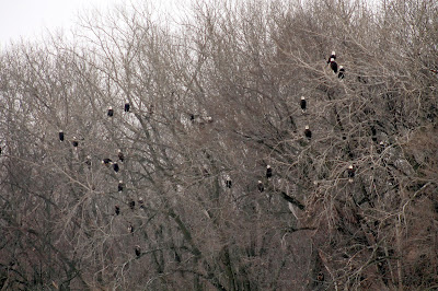 Let Nature Inspire and Center You - Eagles return to Iowa - Easy Life Meal & Party Planning