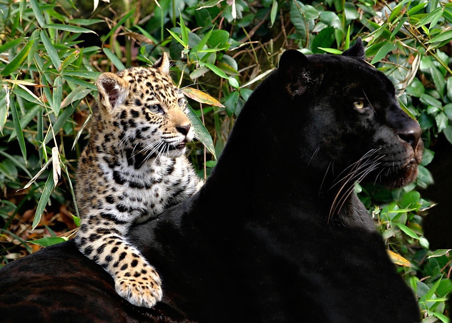 All In One Lovely Desktop & Mobile Wallpapers Black Big Cats Wallpapers