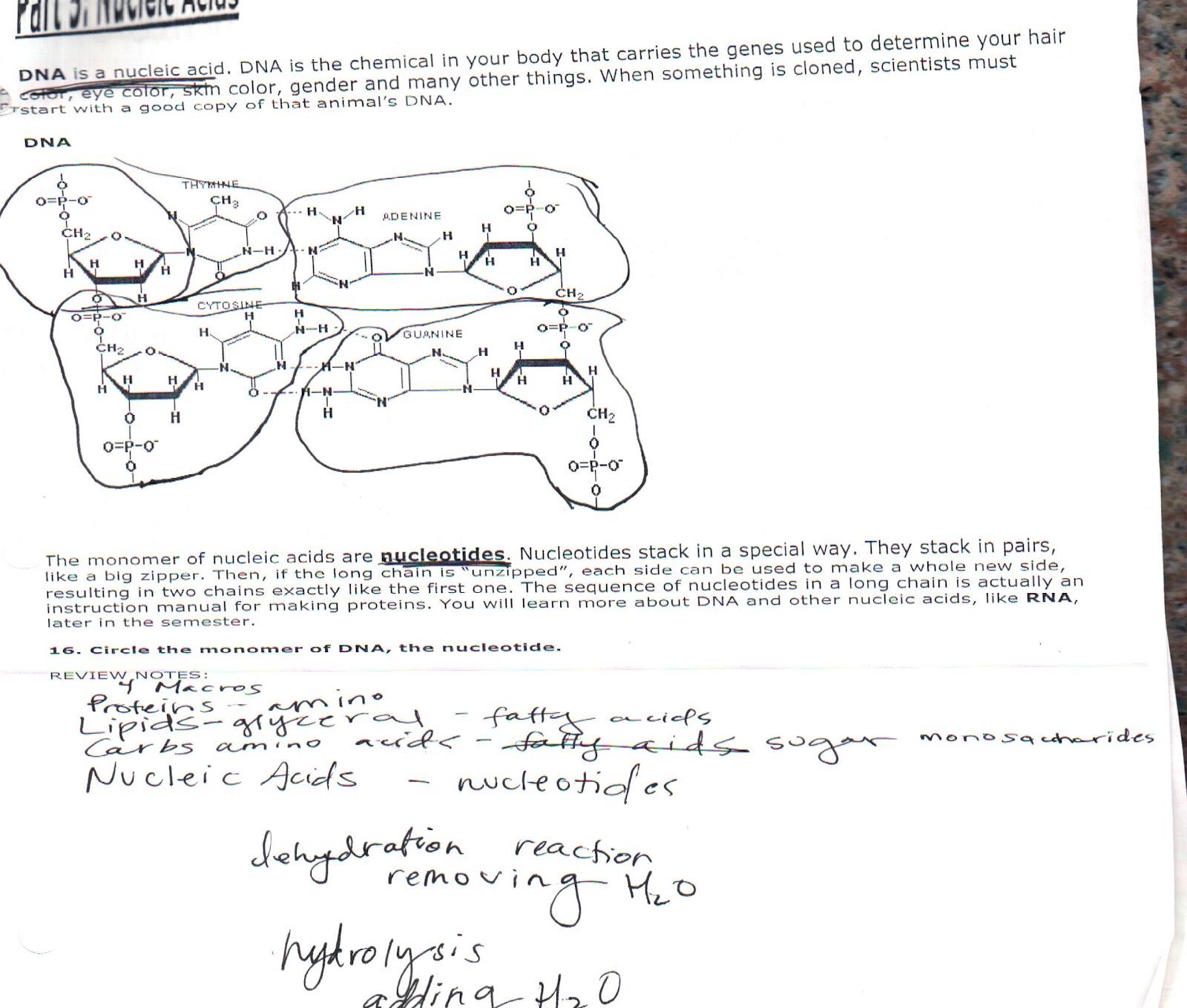worksheet Molecules Of Life Worksheet jesse wade robinson class notes molecules of life i havent had a scanner but now that do here is the worksheet