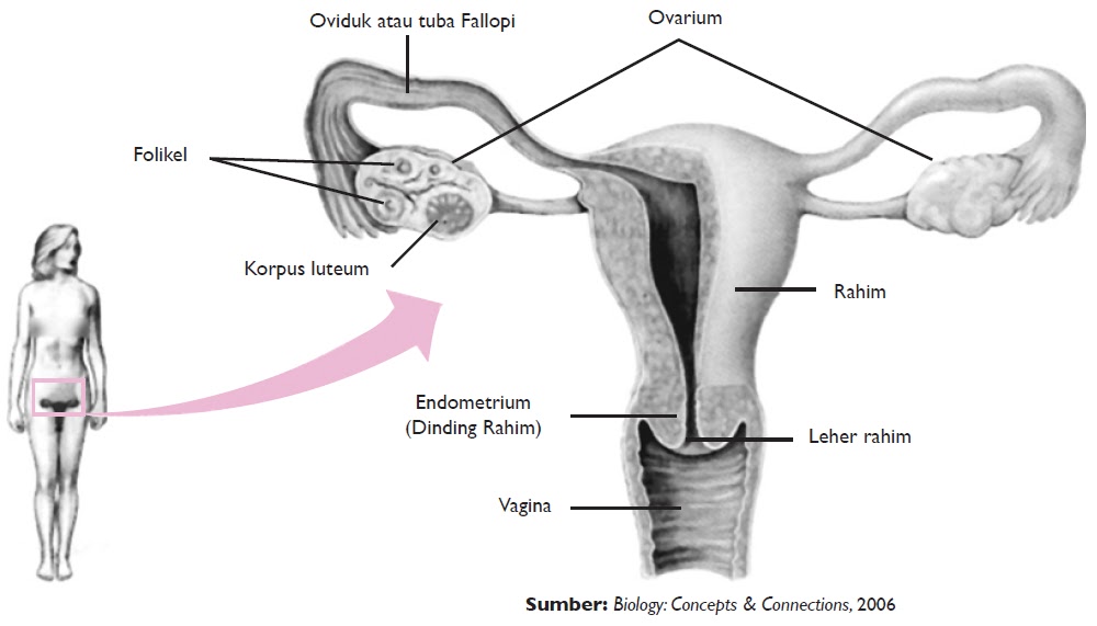 Dan adalah tempat janin wanita perkembangan yang reproduksi berfungsi pertumbuhan sebagai organ Perhatikan gambar