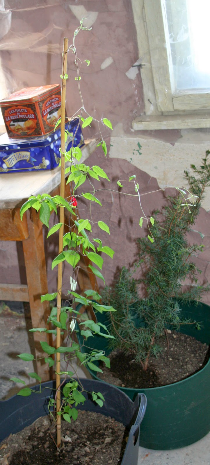 Clematis growing too tall Clematis growing too tall