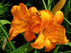 flower types flower types