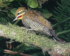 Fauna Bacia Taquari-Antas- Fonte: Aepan-ONG - Série: Aves