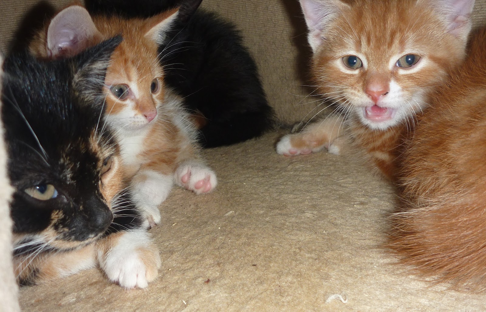 Cat Rescuing, Sunderland GINGER KITTENS