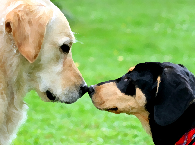 Lee Charles Kelley Is Your Dog Dominant, or Just Feeling Anxious?
