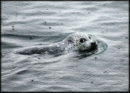 Swimming in the Rain