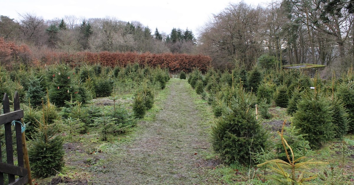 JibberJabberUK Sunday Snap The Christmas tree nursery