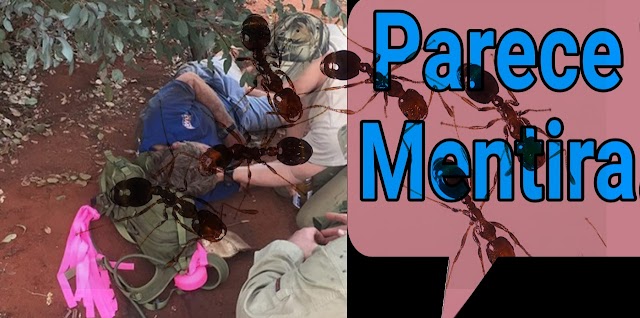 PARECE MENTIRA| Un hombre se pierde y sobrevive seis días alimentandose de hormigas