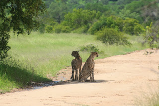 Het zijn prachtdieren, met koninklijke allure, maar beslist niet voor de poes. Ze komen naast Afrika ook nog voor in Iran.