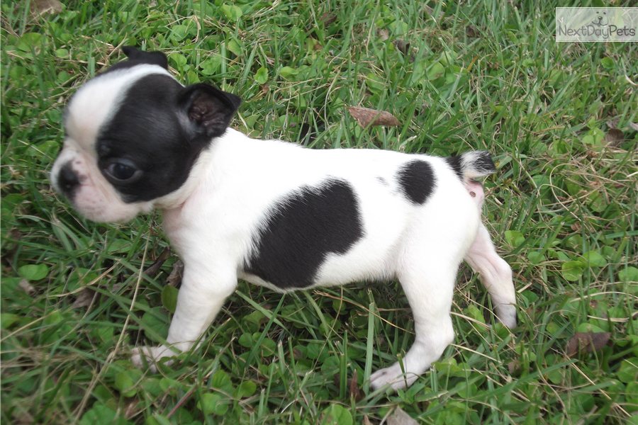 boston terrier puppies puppy dogs white boston terrier puppies boston terrier puppies puppy dogs white boston terrier puppies