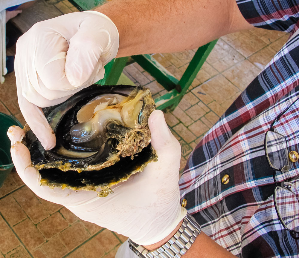 oyster spat collection methods oyster spat collection methods