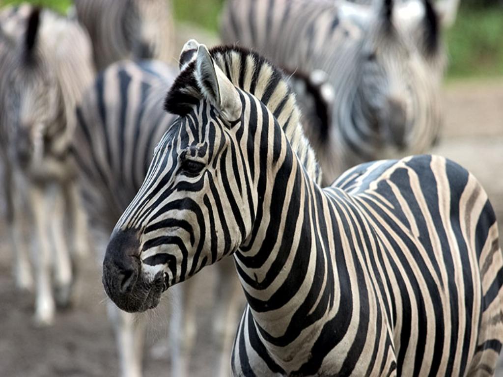 Cool zebra pictures Funny Animal