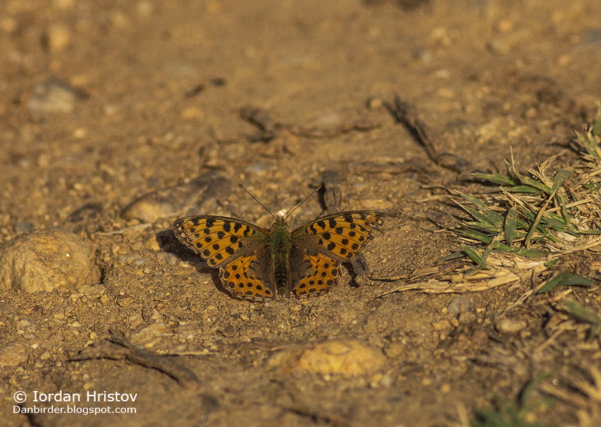 Queen of Spain Fritillary Issoria lathonia, copyright Iordan Hristov Queen of Spain Fritillary Issoria lathonia, copyright Iordan Hristov