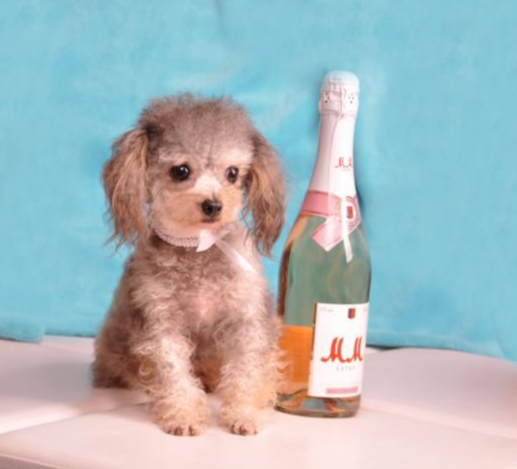 TeaCupHunde Die große Gefahr bei kleinen Hunden Alles rund um