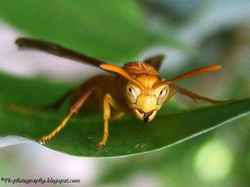 Yellow Paper Wasps Nature, Cultural, and Travel Photography Blog