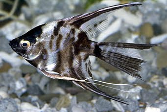 Assorted Veil Angelfish Pterophyllum scalare Pictures