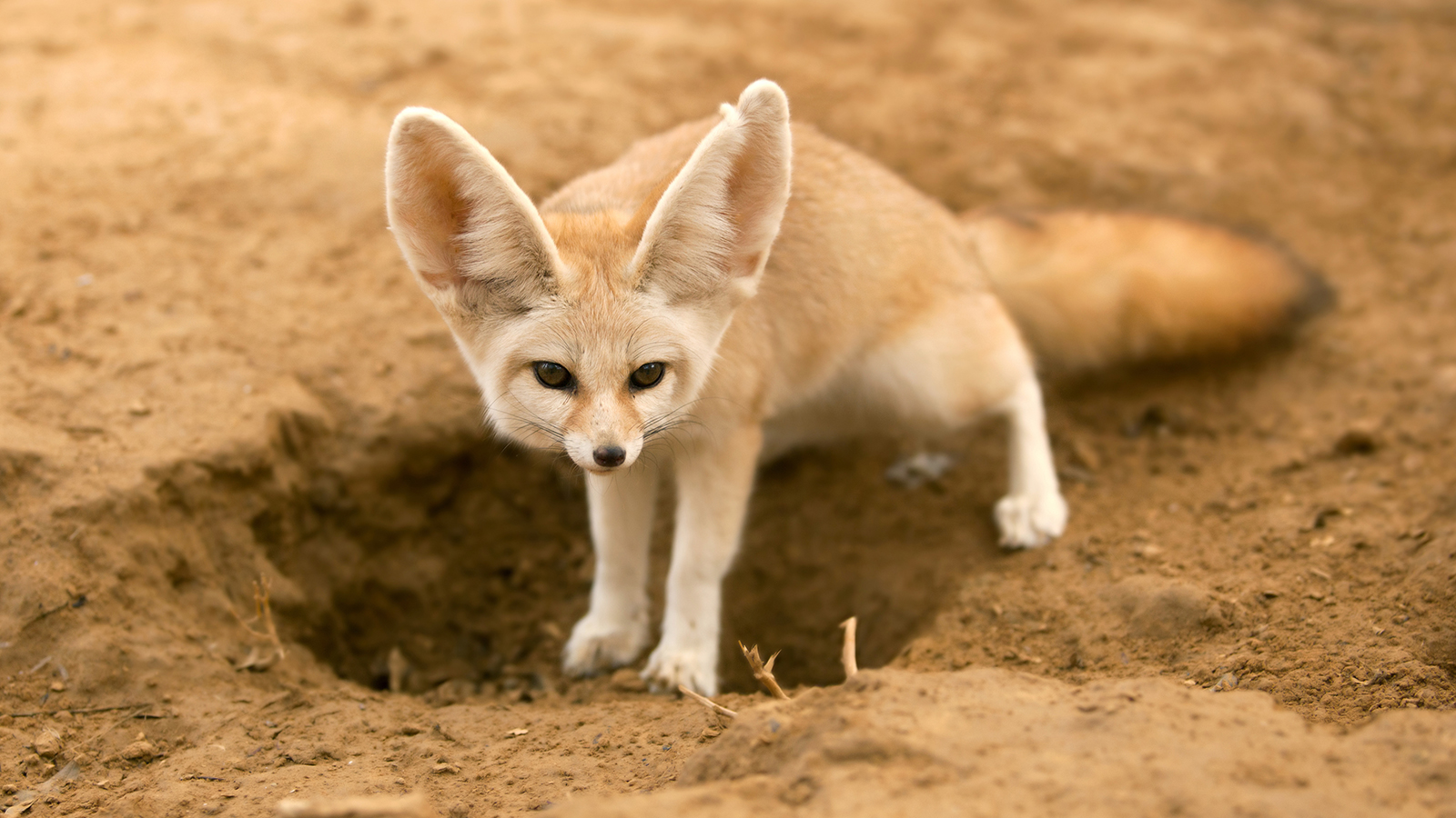 5 of the most exotic pets you can have fun animals wiki 5 of the most exotic pets you can have fun animals wiki