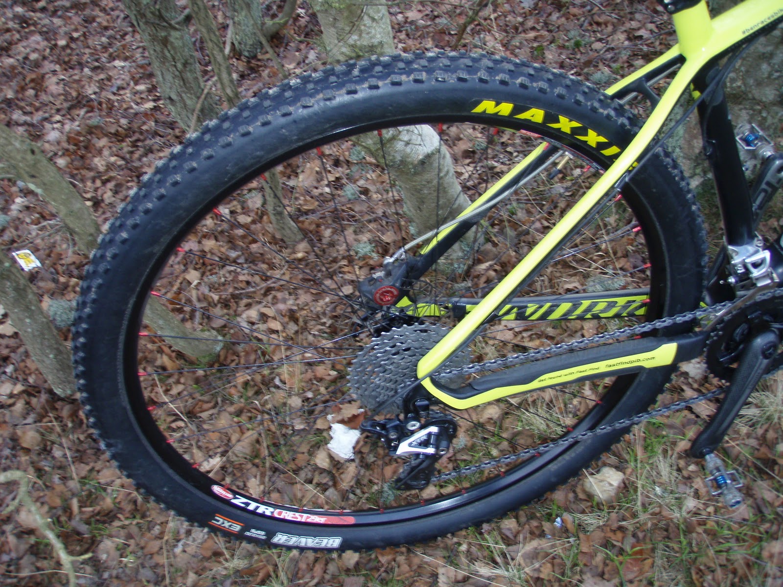 beaver maxxis