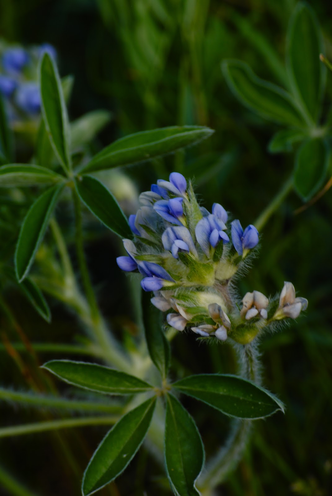 Ecology of Appalachia North Dakota Plants