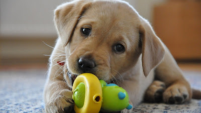 Labrador Retriever Picture Labrador Retriever Picture