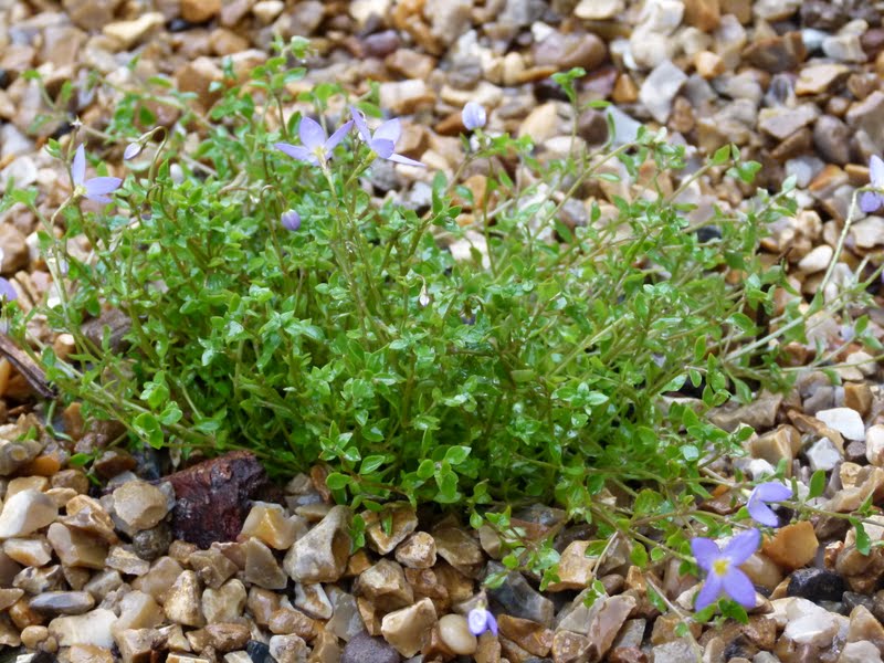 garden with pebbles