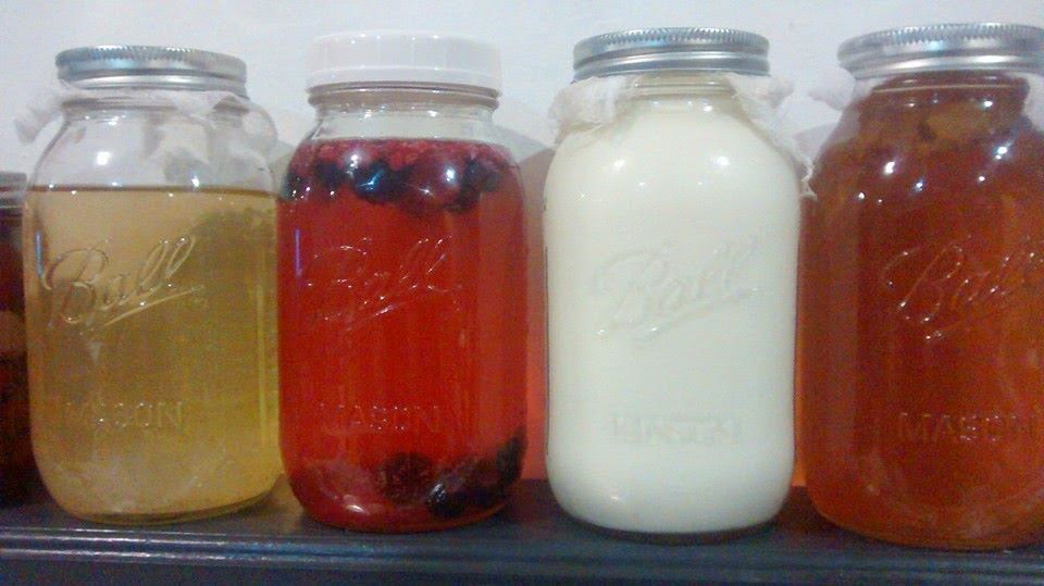 FOOD PRESERVING WATER KEFIR