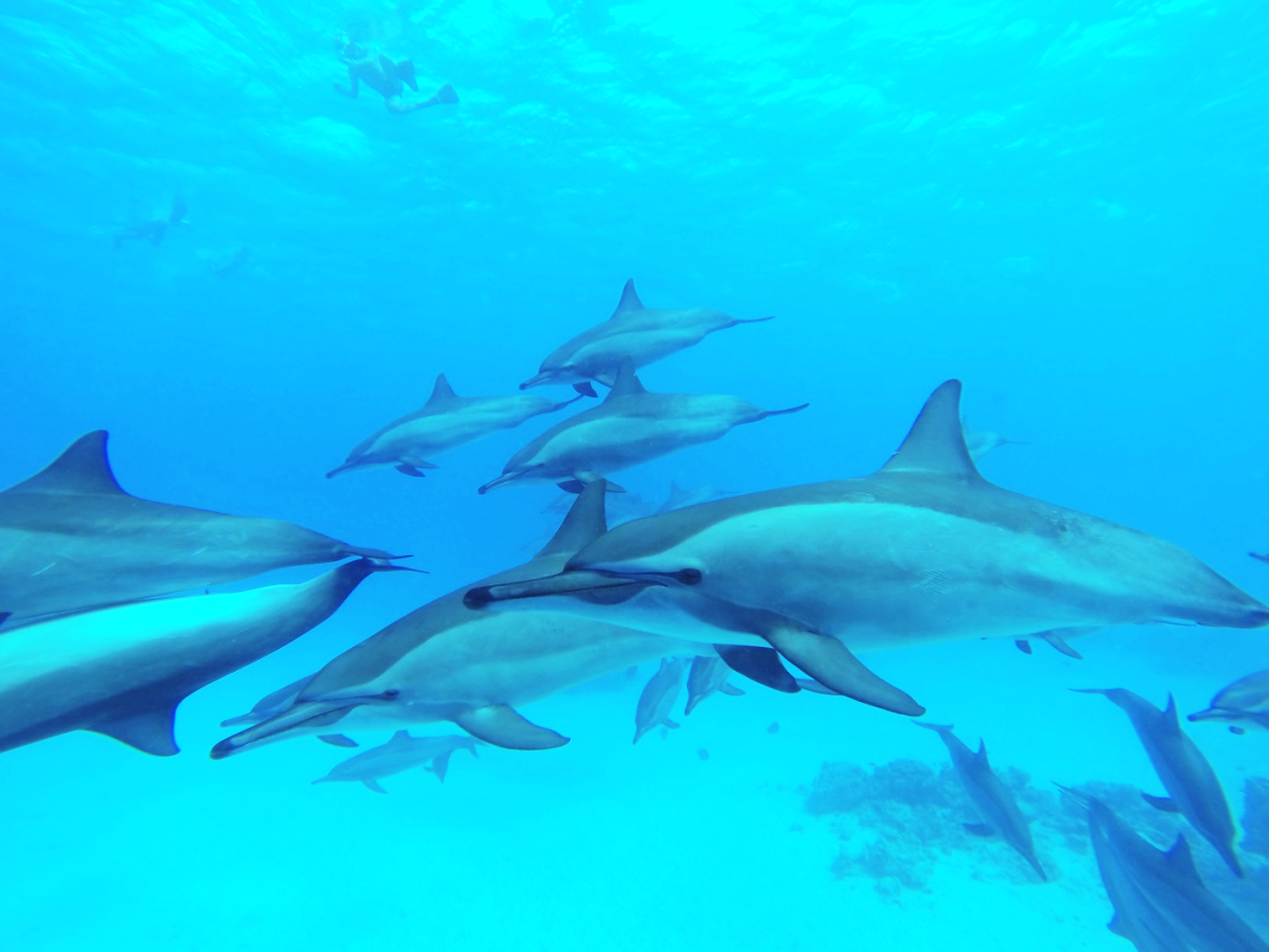 rencontre avec dauphin france