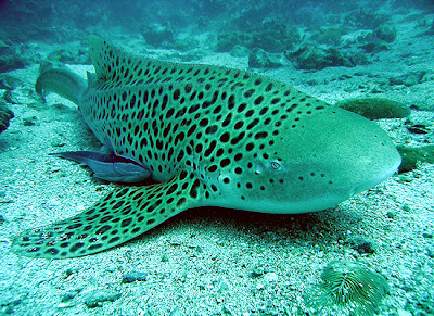 http://4.bp.blogspot.com/-AcBt1aevd3g/UIj6shoqtHI/AAAAAAAAAKM/SQuT2bsrKDc/s320/Hiu++Zebra+2.jpg